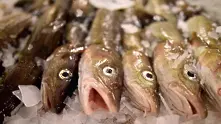 Заразена с опасна бактерия пушена риба стигна до магазините. 500 килограма са изтървани от контрол   