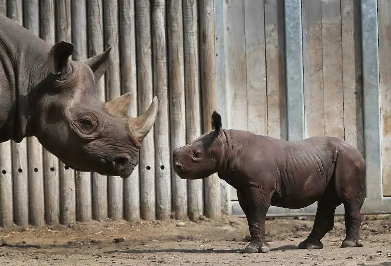 Учени създадоха изкуствен рог на носорог
