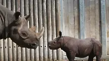 Учени създадоха изкуствен рог на носорог