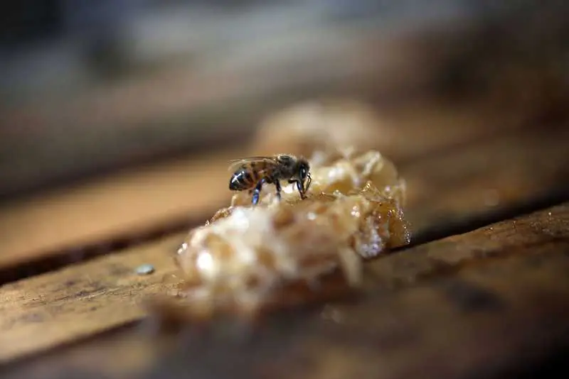 ЕК забрани вреден за хората и пчелите пестицид