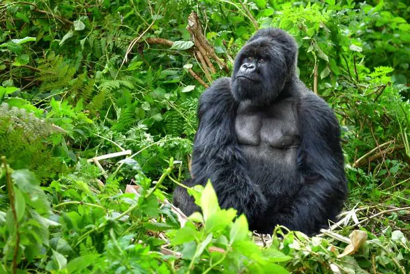 Четири редки планински горили са загинали в резултат на удар от мълния