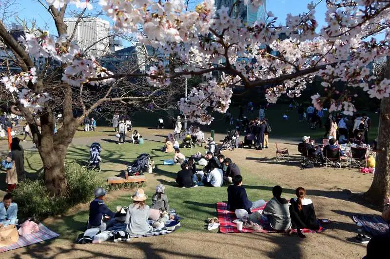 Снимка на седмицата: Пролетта в Япония