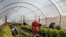 Брюксел съветва страните от ЕС да не пречат на движението на сезонни работници