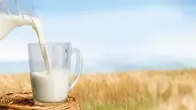 Британски фермери изхвърлят хиляди литри мляко. Няма клиенти