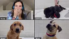 Стопани осиновяват кученца онлайн