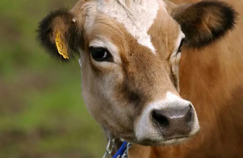 Учени са открили антитела срещу COVID-19 в плазмата на крави. Предават я на хора