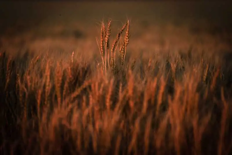 Танева очаква с 25% по-малък добив на пшеница през тази година