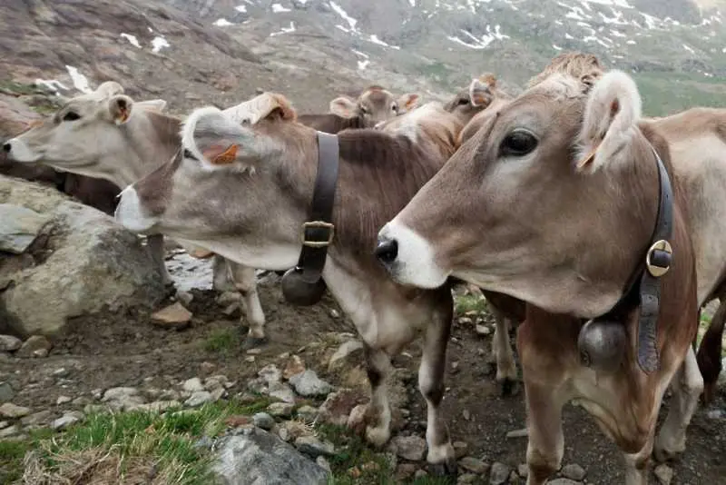 ДФ Земеделие отпусна солидно обезщетение на фермера за загиналите край Марица крави