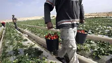 Испания започна строеж на лагер за берачи на ягоди след натиск от ООН