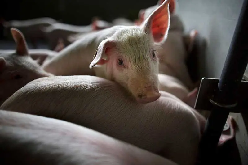Китай забрани вноса на  свинско от Германия