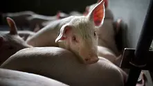 Китай забрани вноса на  свинско от Германия