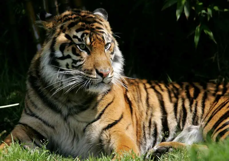 Прегръдка на тигър спечели световен конкурс по фотография