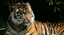 Прегръдка на тигър спечели световен конкурс по фотография
