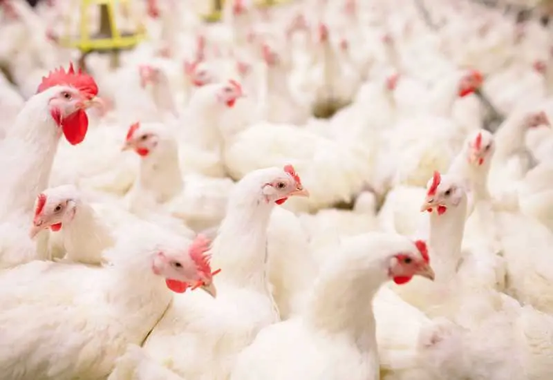 Япония и две европейски държави докладваха за огнища на птичи грип