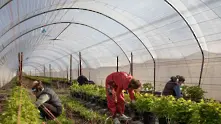 Великобритания с нова цел: Догодина ще приема 3 пъти повече сезонни работници