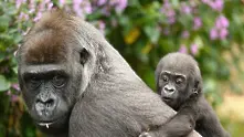 Инвеститорите от WallStreetBets осиновиха 3500 горили