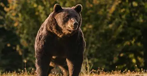 Еколози обвиниха принца на Лихтенщайн в убийството на най-големия мечок в Европа
