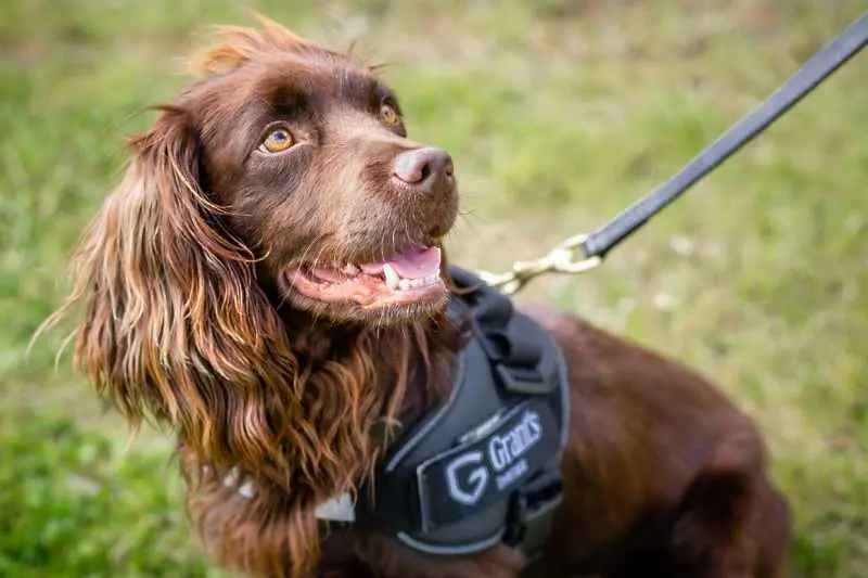 Куче на щат за контрол на качеството в шотландска спиртоварна