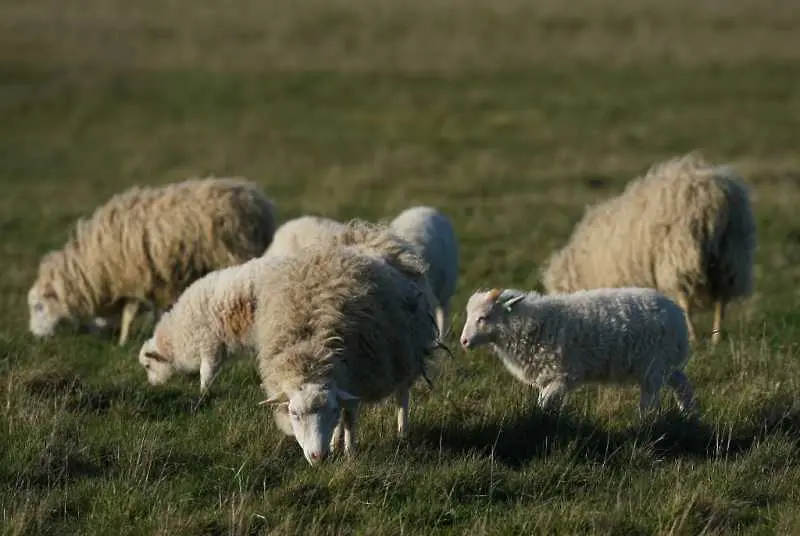 Виртуални стада източват евросубсидии