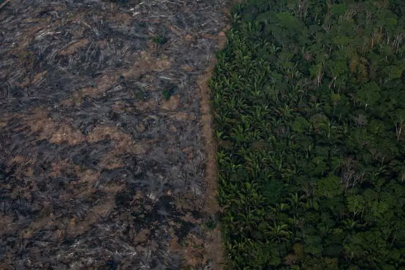 Амазония е изгубила 10 000 кв. км гора само за една година