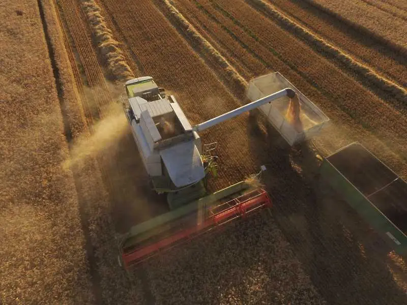 Реколтата от пшеница - с над 50% повече от миналата година, но цената расте 