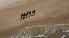 Снимка на седмицата: 5000 километра път с камили