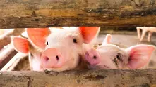ЕК облекчи ограниченията за търговия със свинско месо в почти цяла България