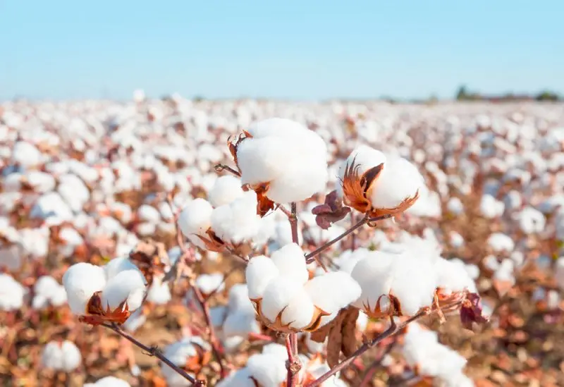 Сушата в САЩ вдига цената на памука до 10-годишен максимум