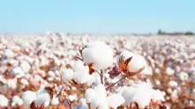Сушата в САЩ вдига цената на памука до 10-годишен максимум