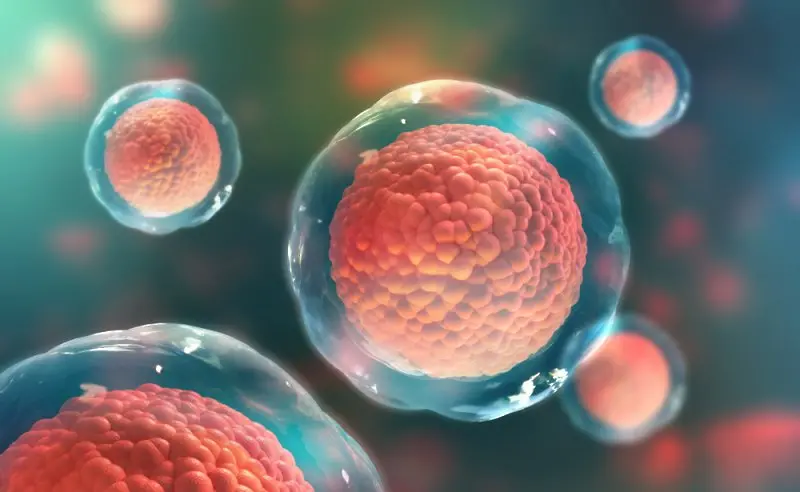 Учени откриха чисто нов тип клетка в човешкото тяло