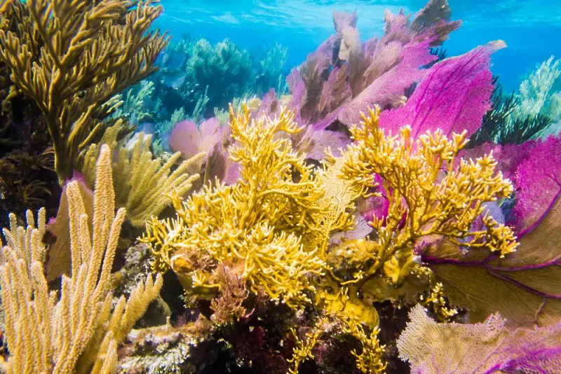Над 90% от коралите в Големия бариерен риф са избелели