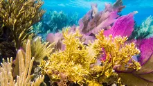 Над 90% от коралите в Големия бариерен риф са избелели