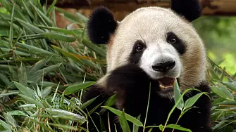 Най-старата мъжка гигантска панда в света почина с евтаназия на 35 г.