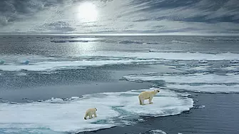 Арктика се затопля четири пъти по-бързо от останалия свят