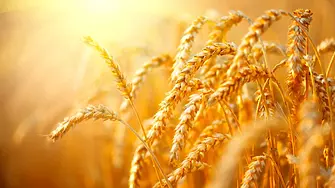 Австрия отпуска 3,8 милиона евро за доставки на украинско зърно за бедните държави