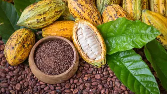 Усилията за устойчиво производство на какао ще се провалят без по-добро заплащане за реколтата