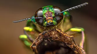 Робот-ловец унищожава вредни насекоми в посевите с мощен лазер