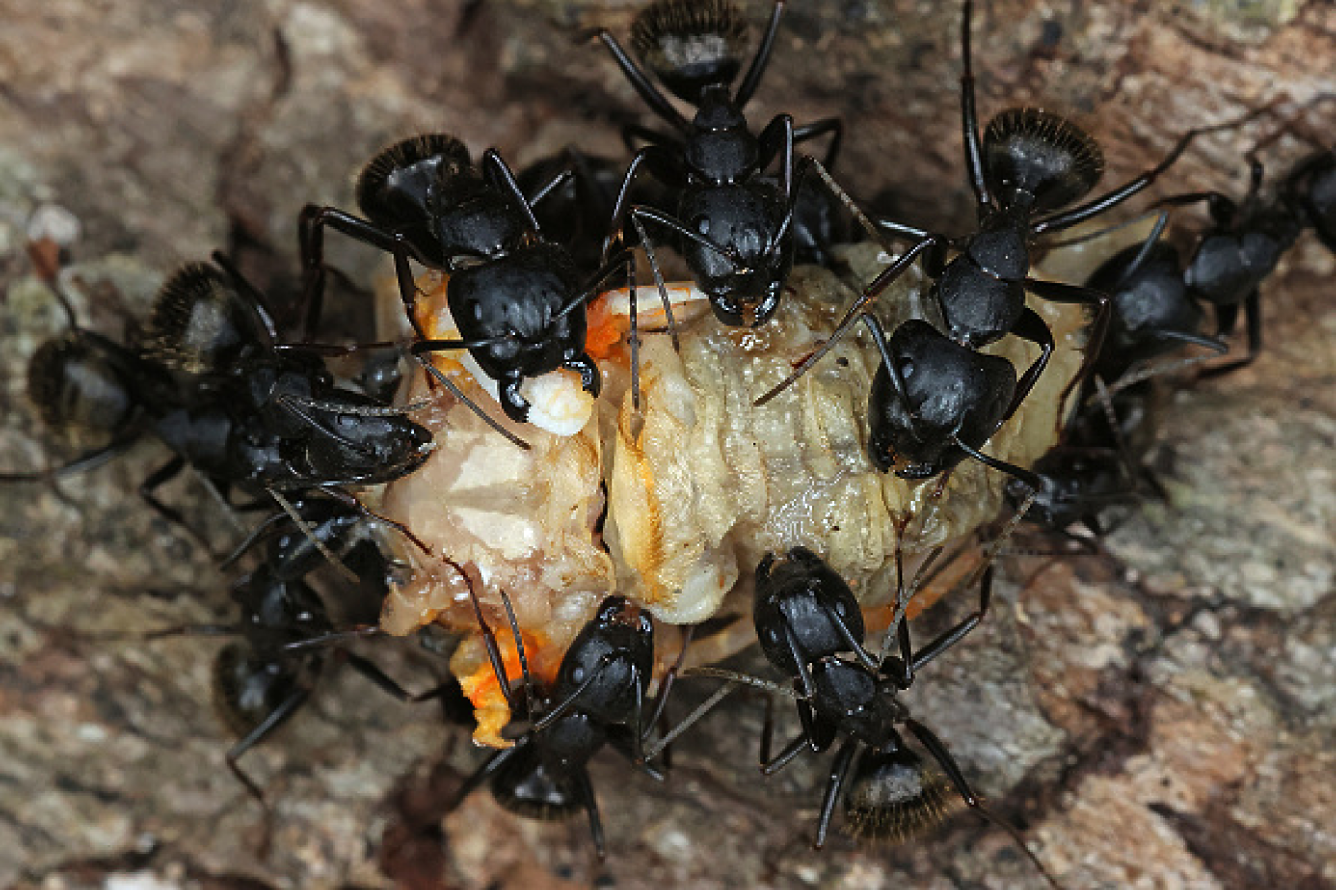 Робот-мравка променя дължината на крайниците си според повърхността 