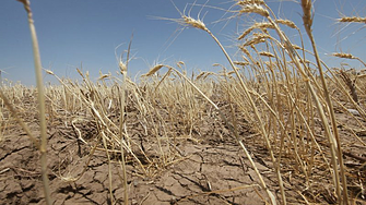 Реколтата от пшеница е застрашена от рязко застудяване