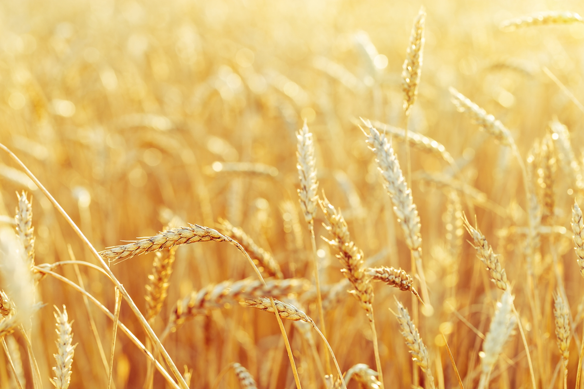 Близо 20 000 тона украинска пшеница са били внесени у нас миналата година