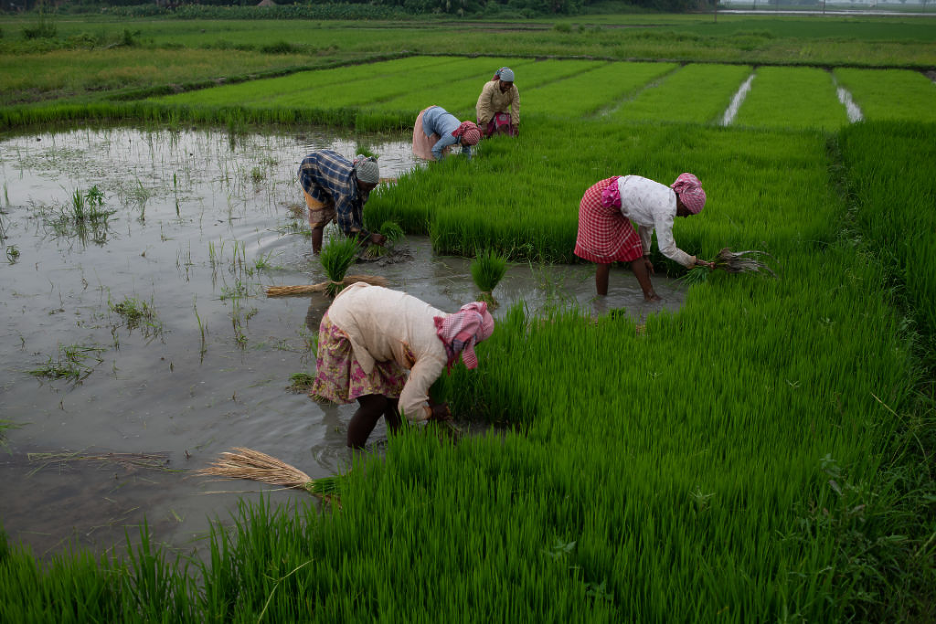 Световните цени на ориза достигнаха близо 12-годишен връх