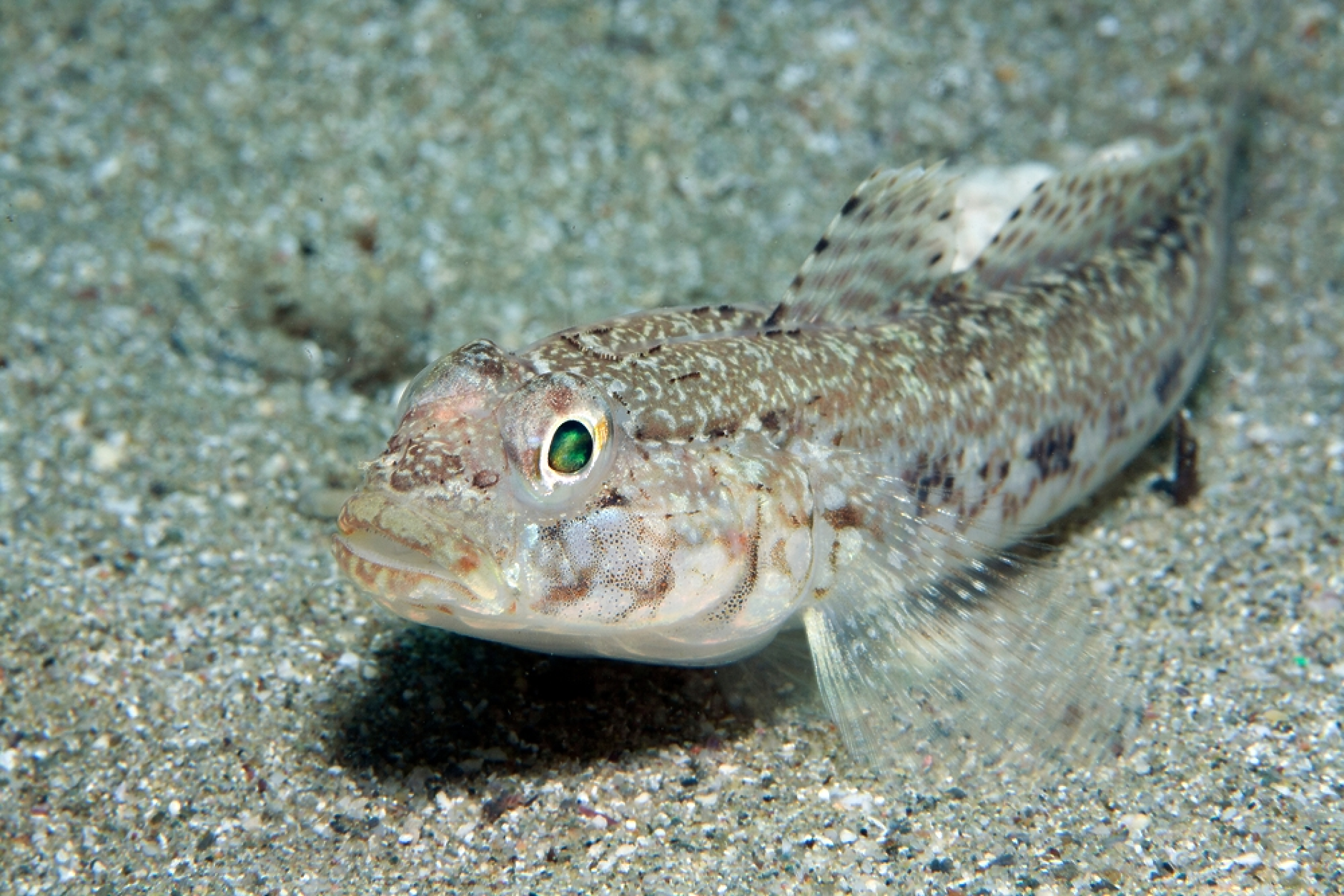 Три вида отровни риби живеят в Черно море