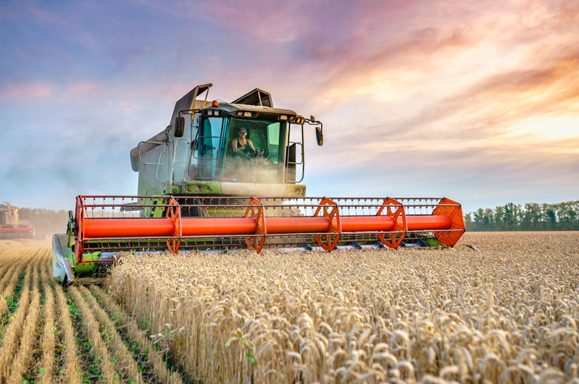 Цените на зърнените култури поеха стремглаво надолу 