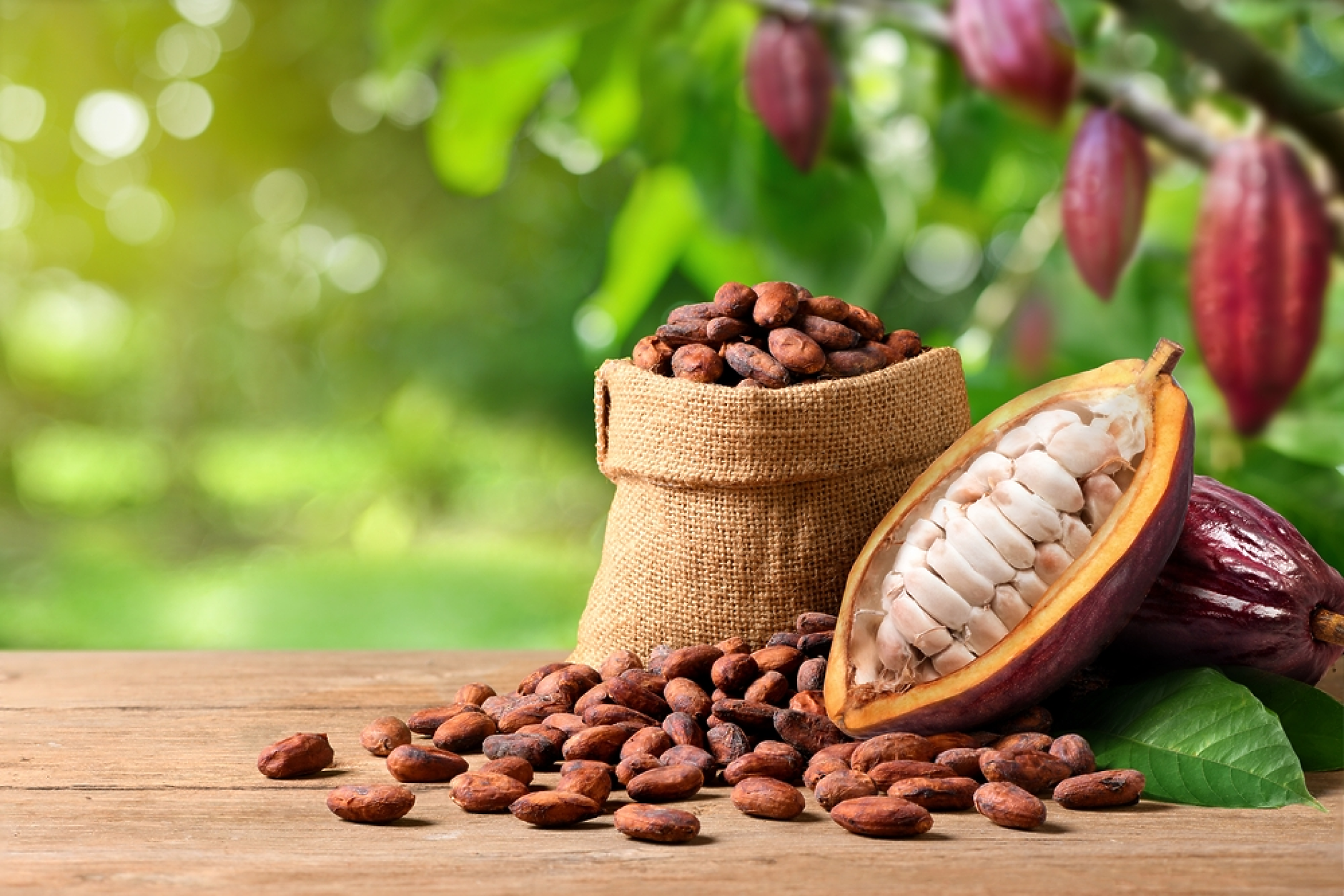 Цената на какаото се срина с близо 30% за два дни 