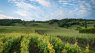 Може ли Франция да остане без лозя и винари?